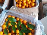 Лимон оптом в Ташкенте! - fotosurat 1
