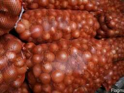 Лук репчатый