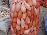 Лук репчатый - фото 1