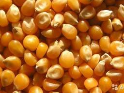 Makkajo'xori, maydalangan makkajo'xori. Ulgurji sotish / tashish