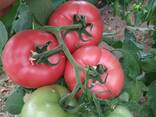 Mamston tomat urugi - photo 1