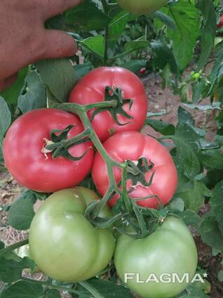 Mamston tomat urugi