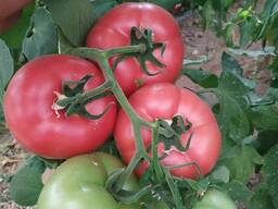 Mamston tomat urugi