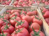 Mamston tomat urugi - photo 3
