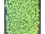 Микрозелень брокколи - фото 1