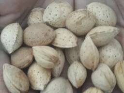 Миндаль не очищенный для переработки