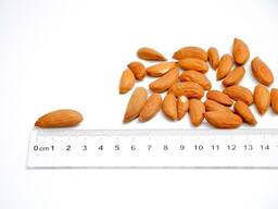 Миндаль очиненный ядро, калиброван h