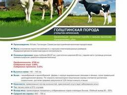 Нетели Голштин-фризской породы