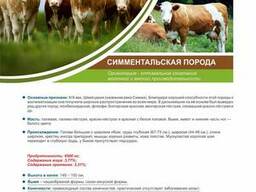 Нетели Симментальской порроды