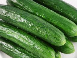 Огурцы "Рава" оптом