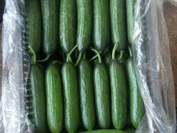 Огурцы свежие