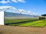OSC Royal Greenhouses - Строительство Европейских теплиц - фото 3