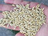 Пшеница, Отруби - фото 4