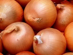 Овощи, Лук