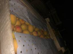 Персики на экспорт