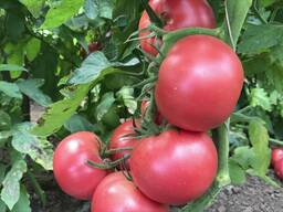 Pink Paradise томаты