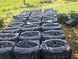 Plums
