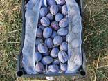 Plums - fotosurat 2