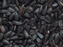 Подсолнечник масличный