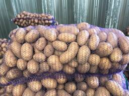 Polsha kartoshkasi: Vineta, Soraya, Queen Anne va boshqalar.