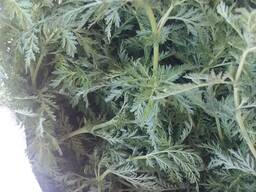 Полынь однолетняя. Artemisia annua