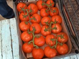 Помидор