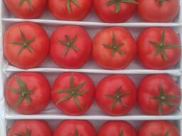 Помидор розовая