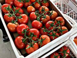 Помидоры