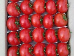 Помидоры "Говядина"