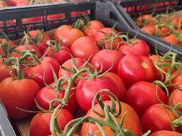 Помидоры из Туркменистана