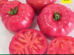 Помидоры на экспорт из Ташкента сорт Pink Sky F1