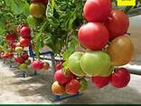Помидоры на экспорт из Ташкента сорт Pink Sky F1 - fotosurat 1