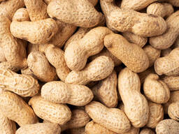 Поставка, экспорт орехов из Узбекистана (Арахис нечищеный \ в скорлупе)