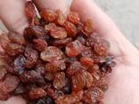 Поставка, экспорт сухофруктов из Узбекистана (Изюм султана) - fotosurat 3
