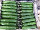 Предлагаем вам свежие огурцы сортов Гладкий и Орзу из солнечного Узбекистана - fotosurat 2