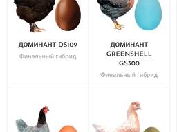 Принимаем заказы на поставку инкубационного яйца и суточного молодняка породы Dominant