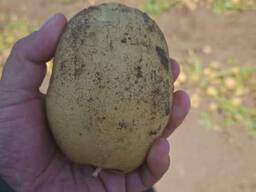 Biz kartoshka navlarini sotamiz (Kolombo, Gala)