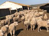 Продаем овец с Украины - фото 2