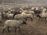 Продаем овец с Украины - фото 5