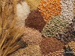 Продаем зерновые и зернобобовые культуры!