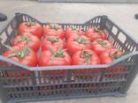 Продам помидоры Пинк парадайз - fotosurat 1