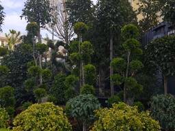 Продаём саженцы Хвойных деревьев (ИМПОРТ)