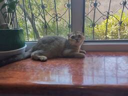 Продаётся котёнок скоттиш фолд