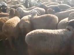 Продаю баран оптом