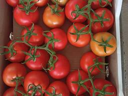 Продаю тепличные помидоры