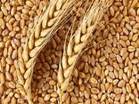 ПШЕНИЦА. ЯЧМЕНЬ. ЛЁН. САФЛОР. ИТД. - fotosurat 1