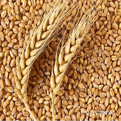 ПШЕНИЦА. ЯЧМЕНЬ. ЛЁН. САФЛОР. ИТД.