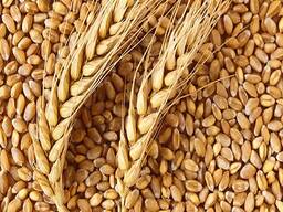 ПШЕНИЦА. ЯЧМЕНЬ. ЛЁН. САФЛОР. ИТД.