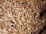 Пшеница, Отруби - фото 5