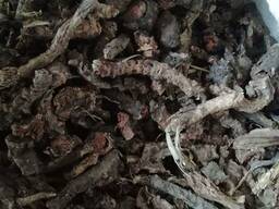 Радиола розовая (золотой корень)